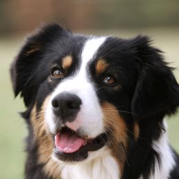 Ellie - Miniature Australian Shepherd