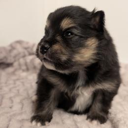 Raven - Tri-color female Pomsky puppy in Temple, Texas from Lone Star Pomsky