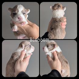 Blossom - Brindle merle and white female Cardigan Welsh Corgi puppy in Garrett, Indiana from Chloe's Colorful Corgis