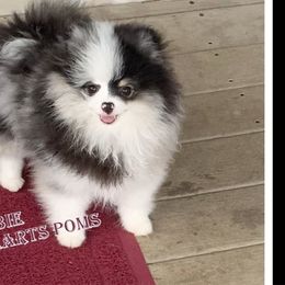 Gabbie - Pomeranian