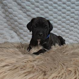 Blue collar - Black brindle female Cane Corso puppy in Fritch, Texas from Carrie Brown's Cane Corsos