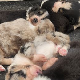 Australian Shepherd Puppies from Whimsical Aussies