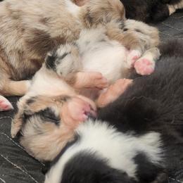 Australian Shepherd Puppies from Whimsical Aussies
