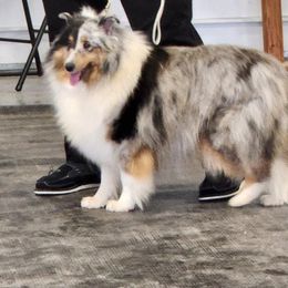 Nikita - Shetland Sheepdog
