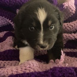 Beacon - Black tri-color male Australian Shepherd puppy in Waller, Texas from Pinewood Australian Shepherds