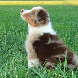 Australian Shepherd Puppies from NorthRidge Australian Shepherds