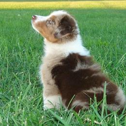 Australian Shepherd Puppies from NorthRidge Australian Shepherds