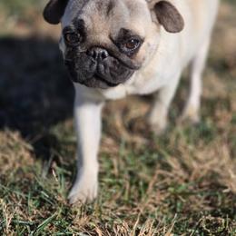 Robin - Pug