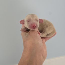 Twinkle - Cream female Dachshund puppy in Nine Mile Falls, Washington from River Run Doxies