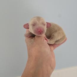 Twinkle - Cream female Dachshund puppy in Nine Mile Falls, Washington from River Run Doxies