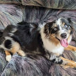 Raven - Miniature Australian Shepherd