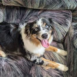 Raven - Miniature Australian Shepherd