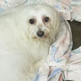 Australian Shepherds and Cotons de Tulear from Carousel Critters