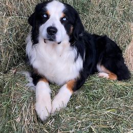 Loki - Australian Shepherd