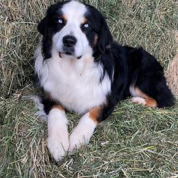 Loki - Australian Shepherd