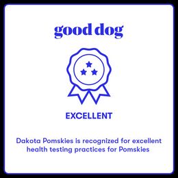 Pomsky Puppies from Dakota Pomskies