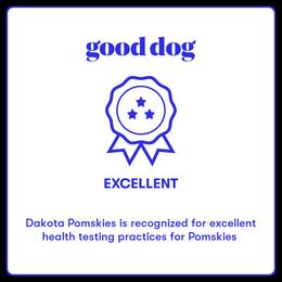 Pomsky Puppies from Dakota Pomskies