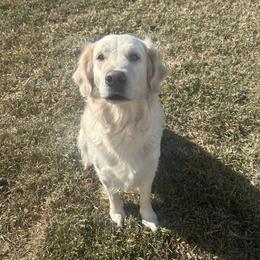 Magnolia - Light golden female Golden Retriever puppy in Ocala, Florida from Hidden Oaks Golden Retrievers