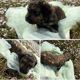 Casanova - Sable male Poodle puppy in Conway, Arkansas from Arkansas River Poodles