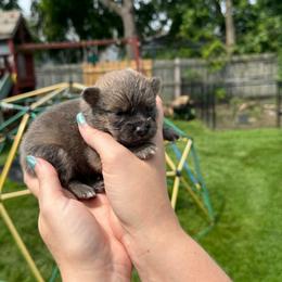 Blue sable boy - Blue sable male Pomeranian puppy in Oak Lawn, Illinois from Pomeranian Boutique