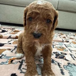Crème girl - Red  female Goldendoodle puppy in Ridgewood, New Jersey from Jessie’s Doodles