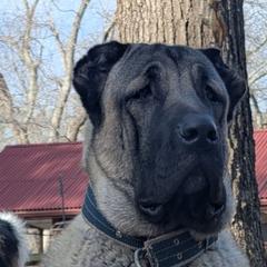 Goji - Anatolian Shepherd Dog