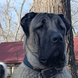 Goji - Anatolian Shepherd Dog