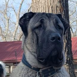 Goji - Anatolian Shepherd Dog