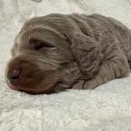 Taylor - female Long Haired Weimaraner puppy in Blanchardville, Wisconsin from Northern Bluegrass Weimaraners