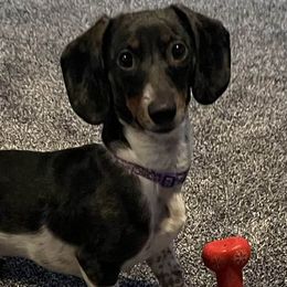 Dachshunds from Krazy for Doxies
