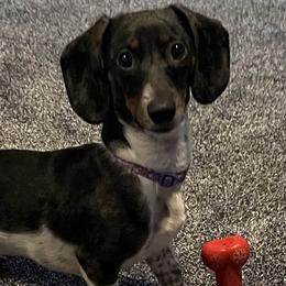 Dachshunds from Krazy for Doxies
