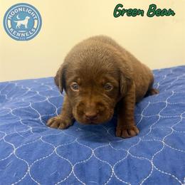 Green Bean - Chocolate male Labrador Retriever puppy in Elloree, South Carolina from Moonlight Kennels LLC