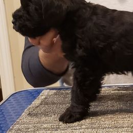 Giant Schnauzers and Miniature Schnauzers from Von Der Victory