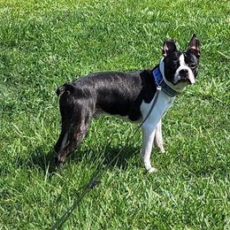 Pugsley - Boston Terrier