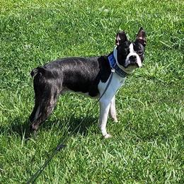 Pugsley - Boston Terrier