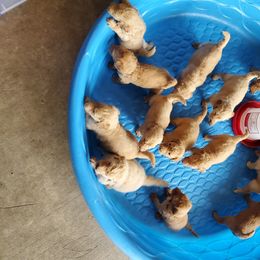 Goldendoodle Puppies from Soule Buddies