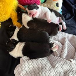 Girl 2 - Black brindle and white female Boston Terrier puppy in Morrow, Ohio from Paloma's Legacy Boston Terriers