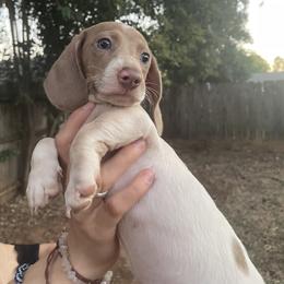 Dachshund Puppies from Hursh’s Hounds