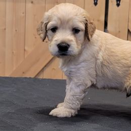 Goldendoodles from Goldendoodle by Design