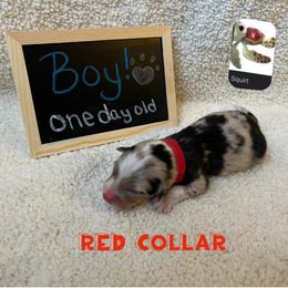 Australian Shepherd Puppies from Kayla's Aussies