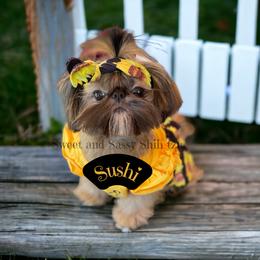 Sushi - Shih Tzu