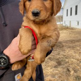Red F - Golden Retriever puppy in Hall, Montana from Goosetown Goldens