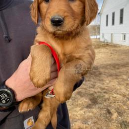 Red F - Golden Retriever puppy in Hall, Montana from Goosetown Goldens