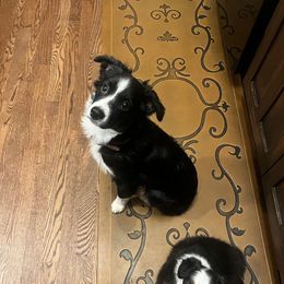 Cassie - Toy Australian Shepherd