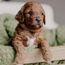 Sage - Red  female Goldendoodle puppy in Patterson, California from Dooling Doodles