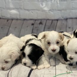 Maltipoo Puppies from A Batch of Cookie’s
