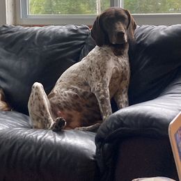 German Shorthaired Pointer Puppies from Mancandy German Shorthairs