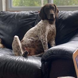 German Shorthaired Pointer Puppies from Mancandy German Shorthairs