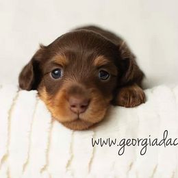 Dachshund Puppies from MyGaDachs