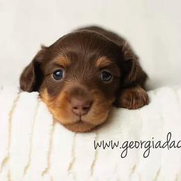 Dachshund Puppies from MyGaDachs